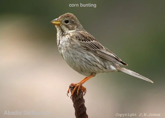 corn bunting